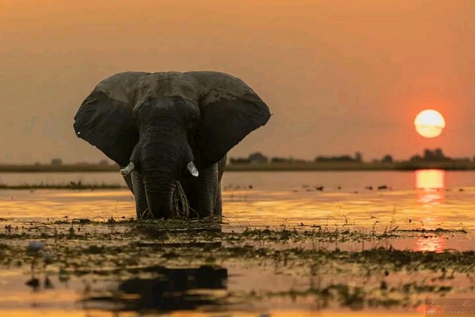 Tanzania Safari Company